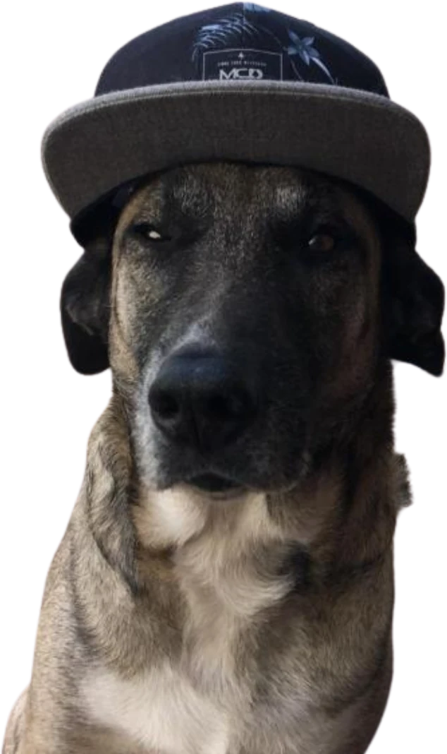 Bife, o cachorro da República Diretoria, de boné